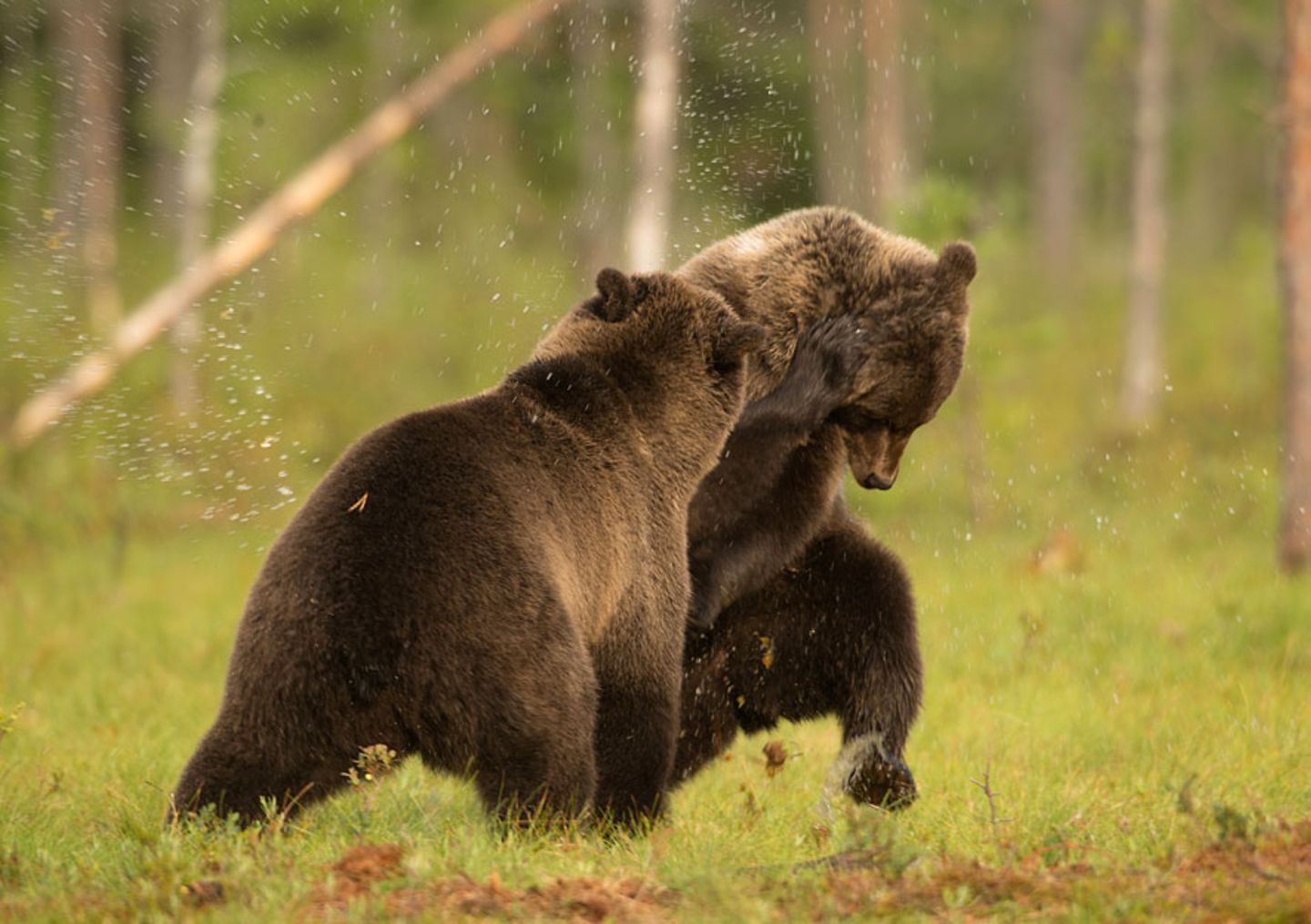 Wildlife