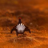 "Wappentier" des Moores