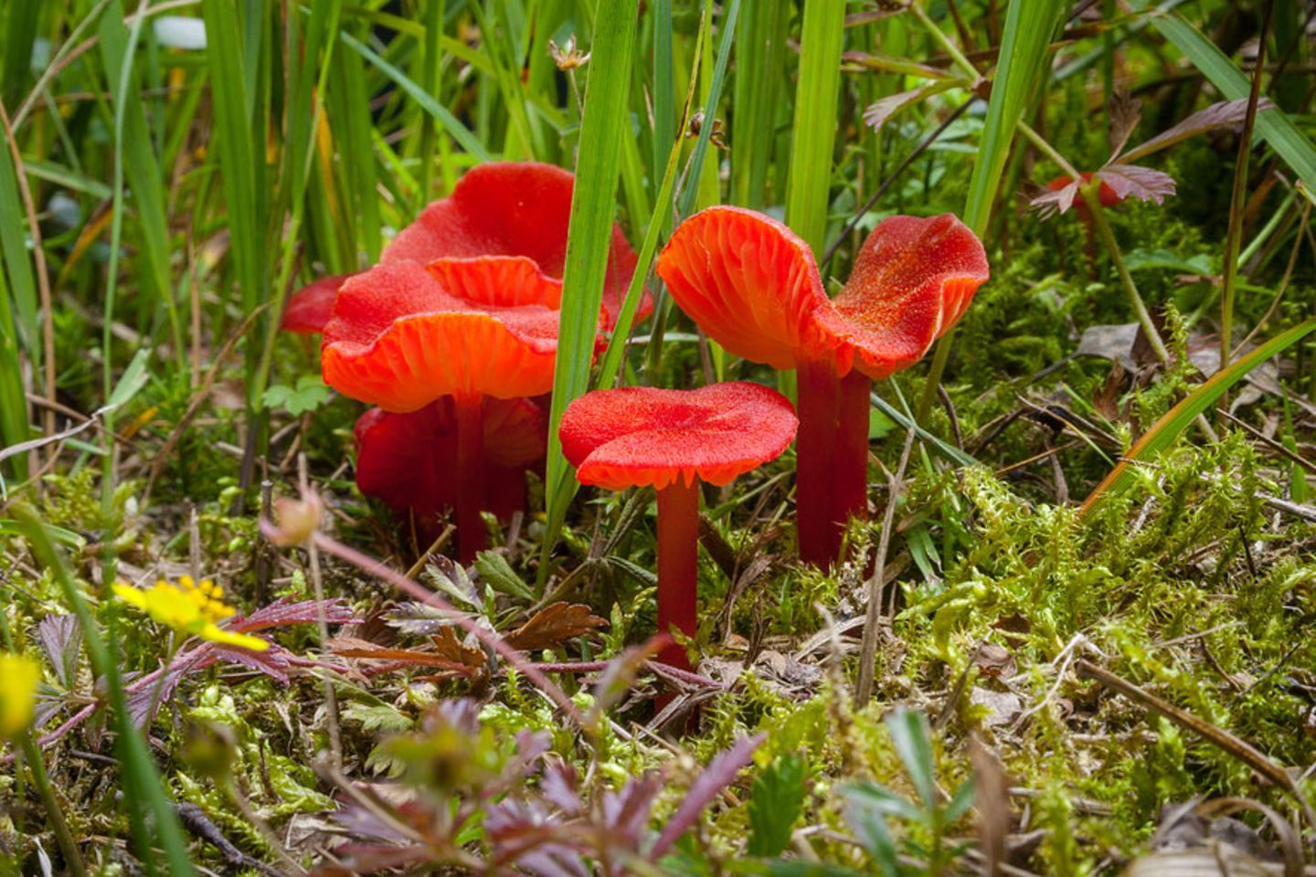 Extravaganter Pilz