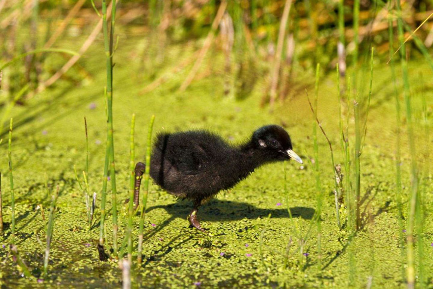 Wasservögel
