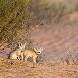 Verspielte Fennek-Welpen