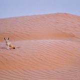 Charismatischer Wüstenbewohner