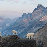 Schneeziegen-Familie