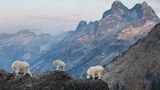 Schneeziegen-Familie