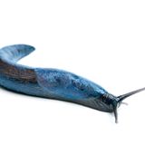 Blauschnegel