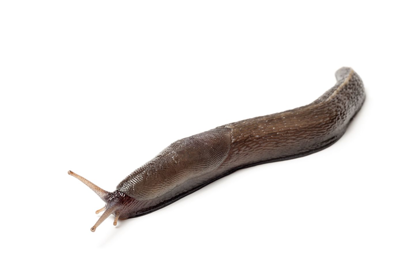 Schwarze Wegschnecke