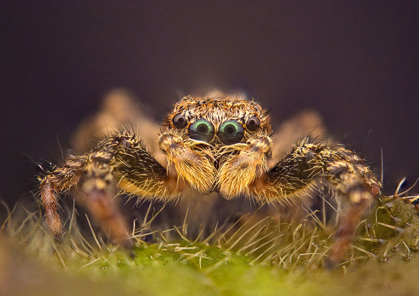 GEO Leserfoto: Die besten Leserfotos: Oktober 2015 - Bild 8