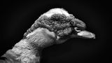 GEO Leserfoto: Die besten Leserfotos: Oktober 2015 - Bild 12