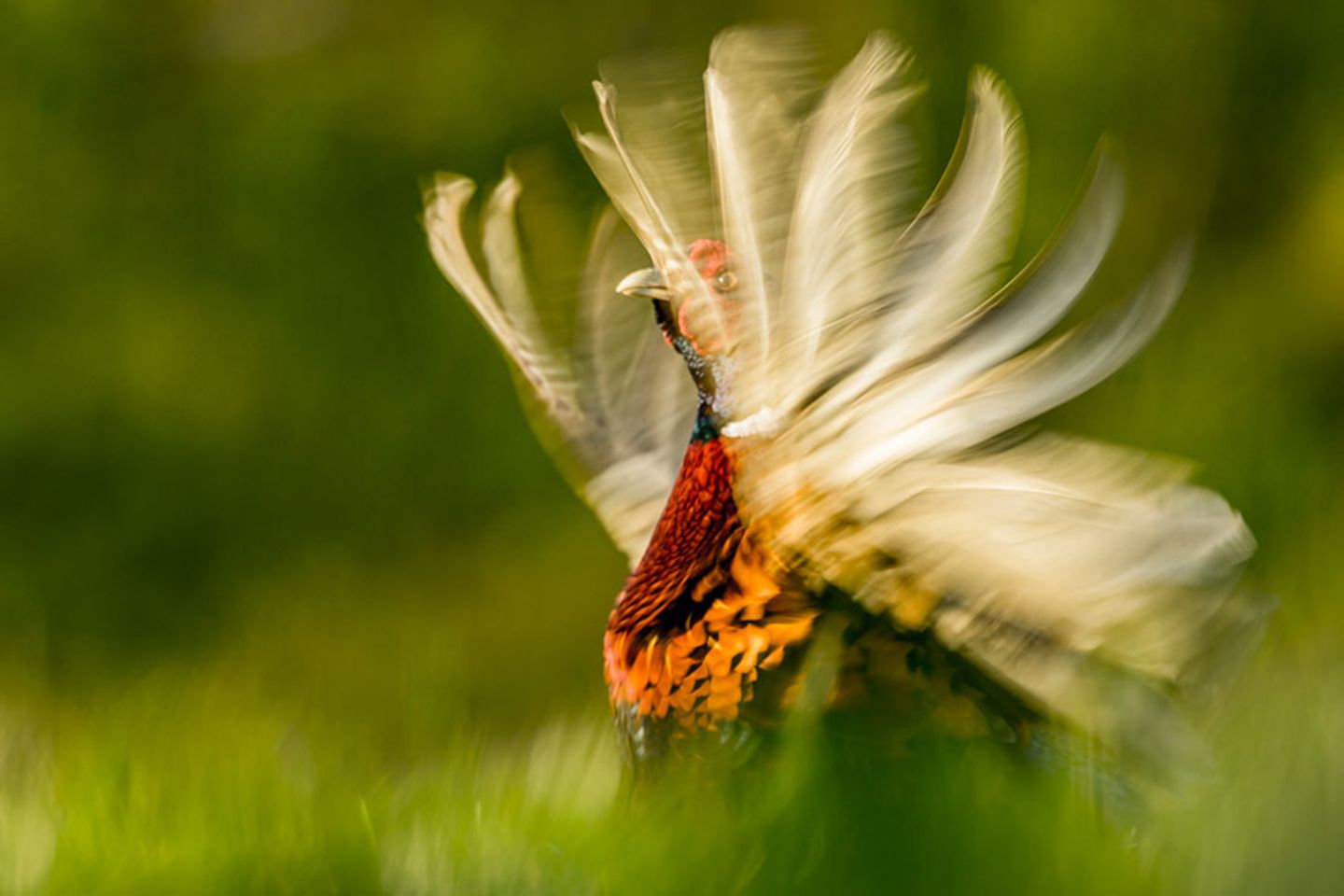 Fasan