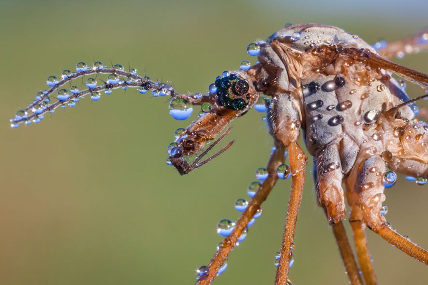 Wiesenschnake