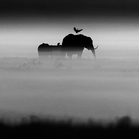 Nebel