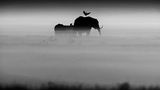 Nebel