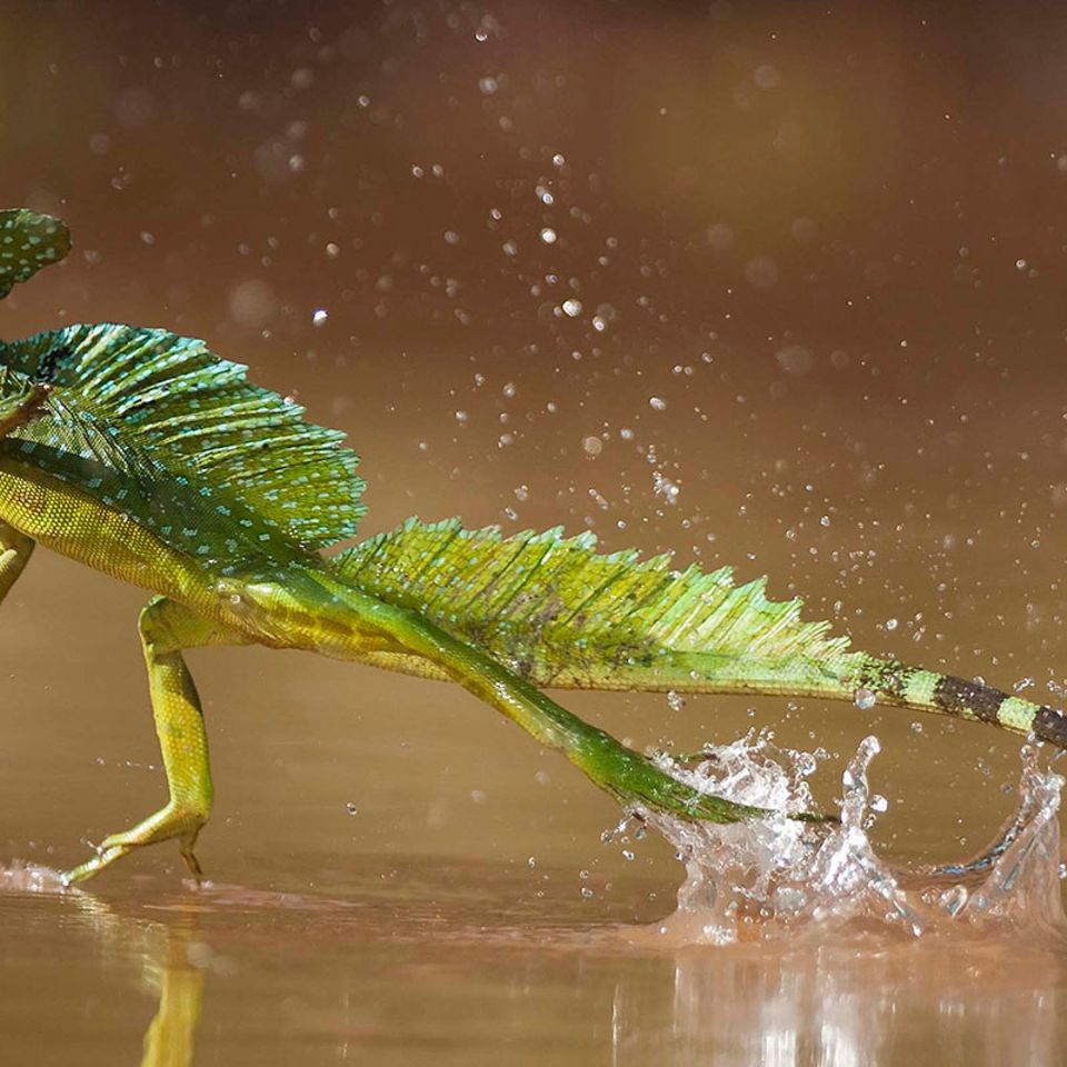 Top 10: Raffinierte Tierwelt