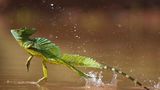 Wasser-Sprinter