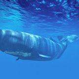 Pottwale sehen mit Geräuschen