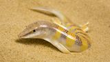 Sand-Schwimmen