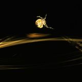 Yihaaa - Wildwest auf acht Beinen