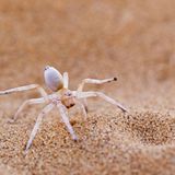 Flucht per Turbo-Rad