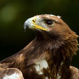 Fliegende Panzerknacker