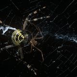 Schmerzhaftes Liebesspiel