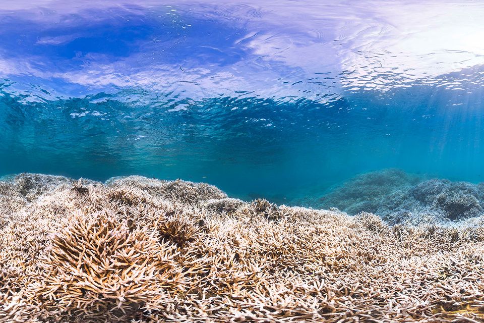 Korallensterben: Hitzetod im Riff