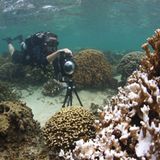 Korallen auf Google Street View