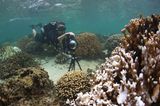 Korallen auf Google Street View