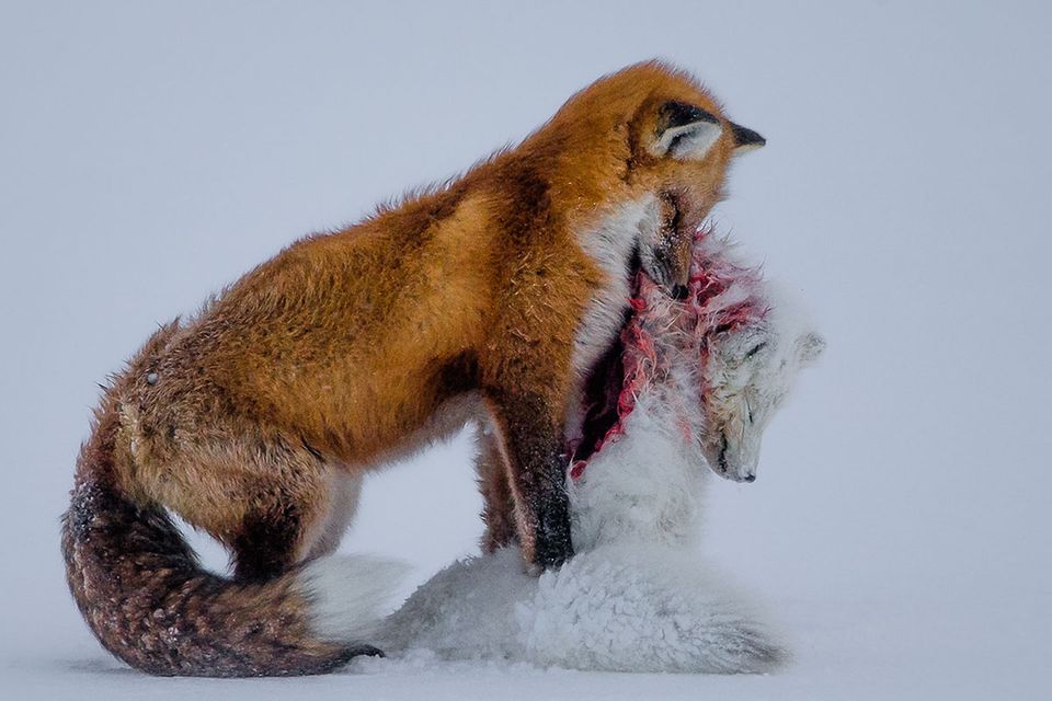 Wildlife Photographer of the Year: Die besten Tierfotos 2015