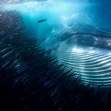 Brydewal und Sardinen