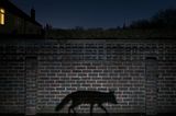 Fuchs