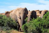 Die "Big Five" in Afrika