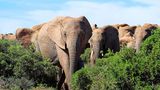 Die "Big Five" in Afrika