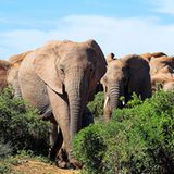 Die "Big Five" in Afrika