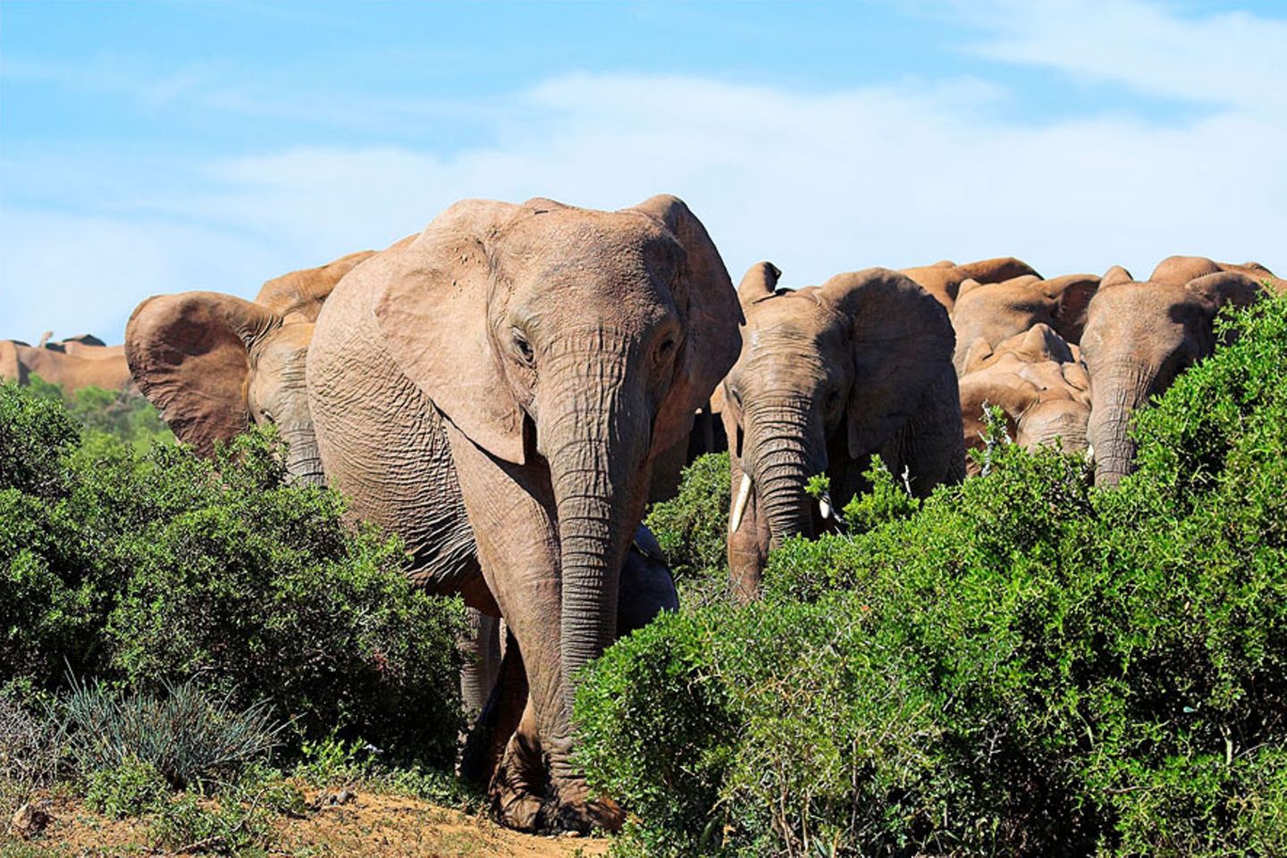 20 Servietten The big Five Die größten Afrikas Löwe Elefant Leopard Tiere Steppe 