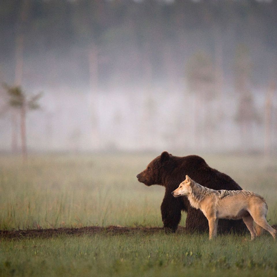 Ungewöhnliche Freundschaft: Bär und Wolf streifen gemeinsam durch die Wälder