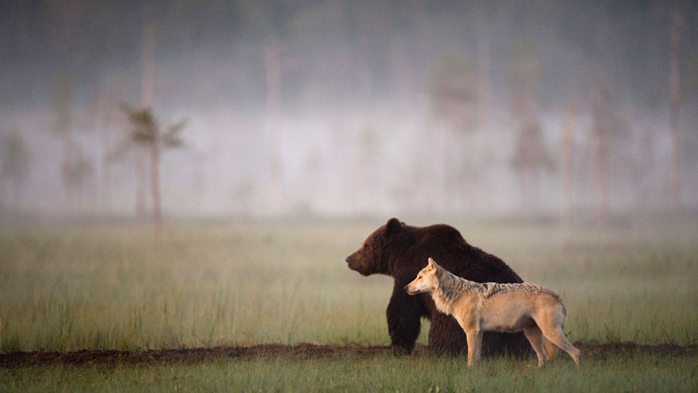 Ungewöhnliche Freundschaft: Bär und Wolf streifen gemeinsam durch