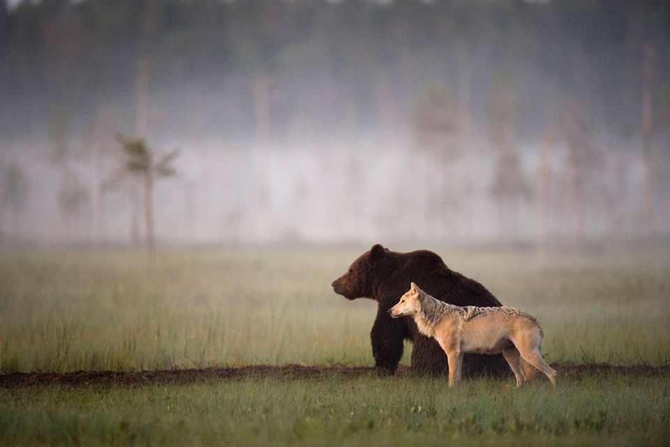 Ungewöhnliche Freundschaft: Bär und Wolf streifen gemeinsam durch die Wälder