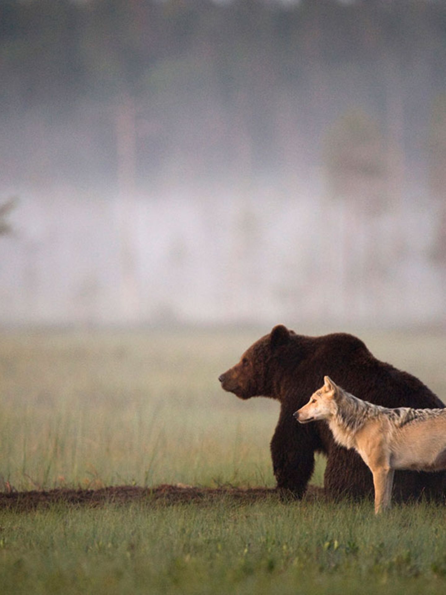 Ungewöhnliche Freundschaft: Bär und Wolf streifen gemeinsam durch die Wälder