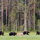 Zwei Jäger, aber keine Feinde