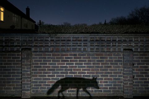 Europäischer Naturfotograf 2015: Die besten Naturfotografen Europas