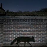 Schattenläufer (Gesamtsieger)