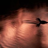 Ruhe im Fluss (Andere Tiere)