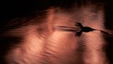 Ruhe im Fluss (Andere Tiere)