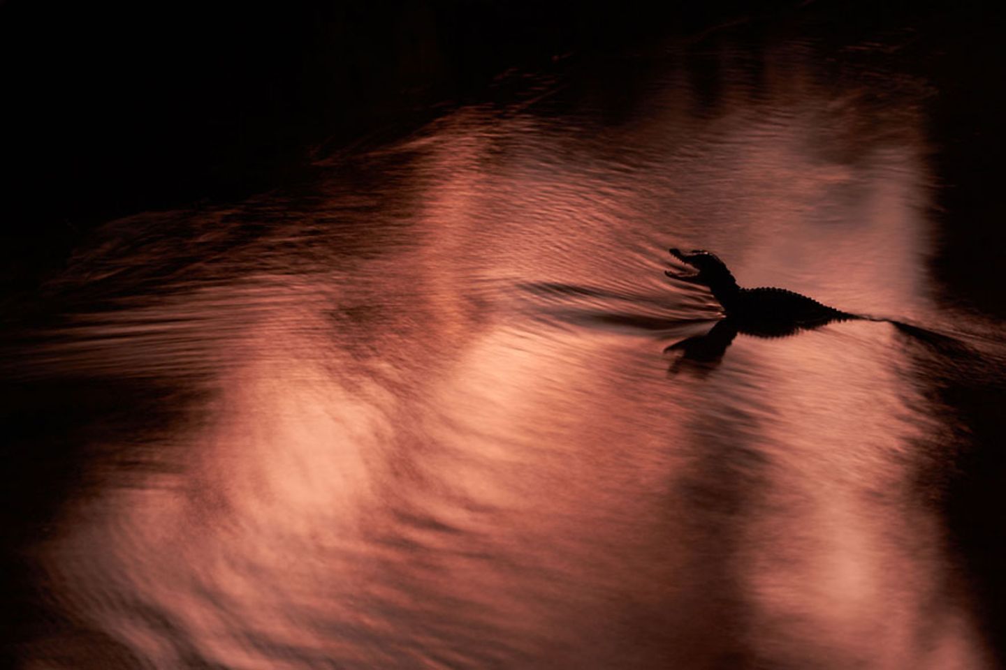 Ruhe im Fluss (Andere Tiere)
