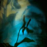 Das Phantom der Nacht (Pflanzen und Pilze)