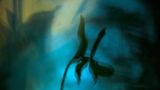 Das Phantom der Nacht (Pflanzen und Pilze)