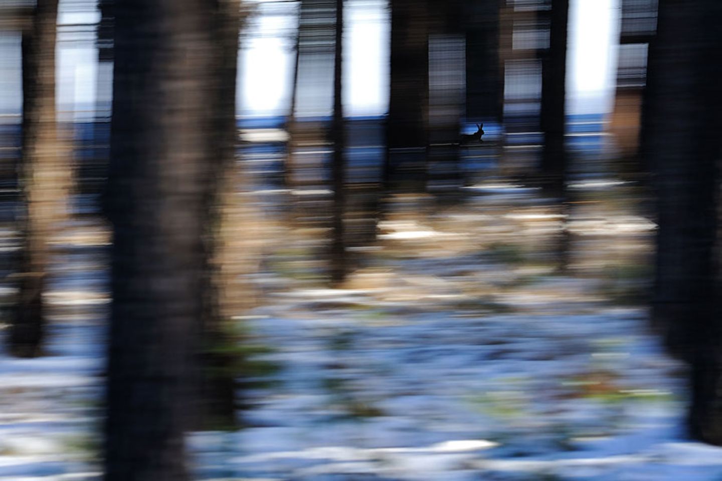 Sprint am Waldrand (Atelier Natur)