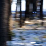 Sprint am Waldrand (Atelier Natur)