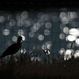 Gitter (Jugendkategorie bis 14 Jahre)