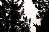 Silhouette (Jugendkategorie bis 15-17 Jahre)